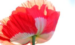 2022下半年十二星座工作运排行榜