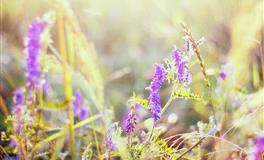 Lunita占星之旅天蝎座一周运势(7.11-7.17)