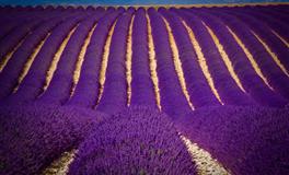 赤百合：双子座一周运势（7.18-7.24）