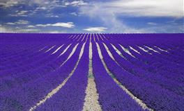 爱莎公主一周星座运势(7.25-7.31)