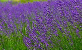 双子座2022下半年运势