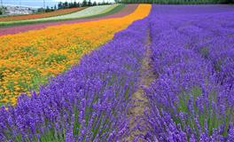 狮子月12星座开运指南：让世界看到你的好