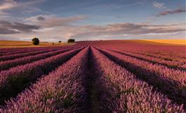 赤百合：天蝎座一周运势（7.18-7.24）