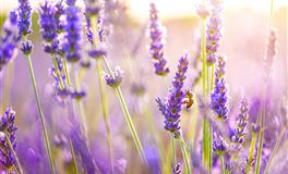 生气时，容易说话语无伦次的星座