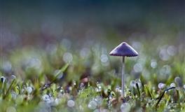 竹猫星球射手座一周塔罗运势（7.18-7.24）