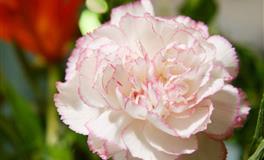 羲邑师姐生肖鸡一周运势(7.25-7.31)