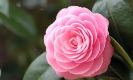 遇到喜欢的人，对花钱毫不在意的星座