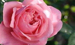 赤百合：双子座一周运势（7.25-7.31）