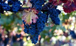 骨子里傲气十足，死要面子的3星座，再苦再累也不乞求怜悯