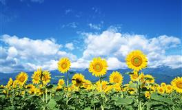 运势君处女座一周运势(7.18-7.24)