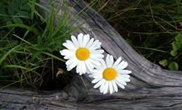 星座女神狮子座一周运势(7.4-7.10)