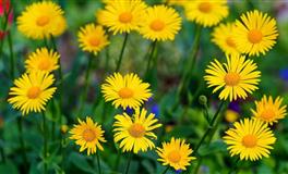 佩妮2022年7月星座运势