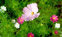 爱莎公主一周星座运势(7.4-7.10)