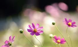 赤百合：魔羯座一周运势（7.4-7.10）