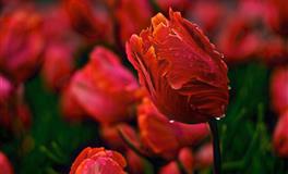 裴恩占星天蝎座一周运势（7.25-7.31）