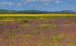 竹猫星球巨蟹座一周塔罗运势（7.25-7.31）