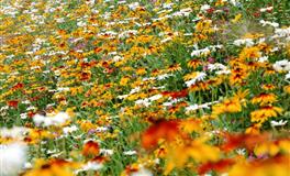 裴恩占星双子座一周运势（7.25-7.31）