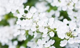 Pandora占星小巫12星座一周塔罗运势（7.25-7.31）