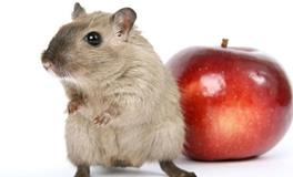 属鼠的和什么生肖在一起最倒霉