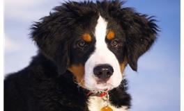 属狗的和什么生肖在一起最倒霉