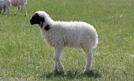 1955年属羊的五行属什么，是什么命？