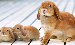 1963年属兔的五行属什么，是什么命？