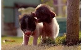 1983年属猪的五行属什么，是什么命？