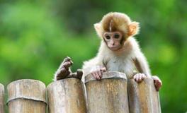 2028年属猴的五行属什么，是什么命？