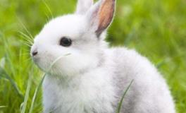 冬天出生的兔宝宝有哪些特征