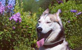 2006年属狗人18岁有什么灾难，?2006年属狗人18岁如何化解灾难