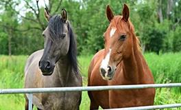 属马人2024年感情运势如何，?属马人2024年如何提升感情运势