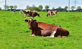 属牛人2024年财富运势，财运走向如何