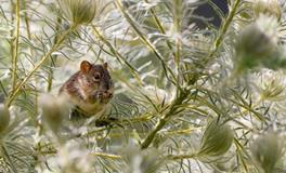 1984年属鼠人真爱在后半生吗，属鼠的真爱是谁