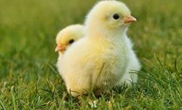 属鸡人2024年会家破人亡吗，属鸡人2024年全年运势