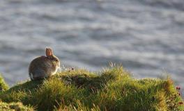 属兔的2024年有三喜，分别是什么喜事