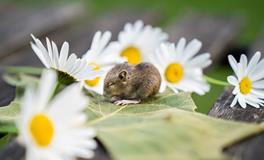 1984年属鼠人2024年犯太岁吗，属鼠的2024年运势如何