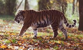 属虎人2024年最忌讳什么