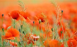 花开了！六月拥有【美妙爱情】星座男女