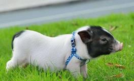 1995年属猪人未来10年大运