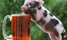 生肖猪的好运和倒霉的年份