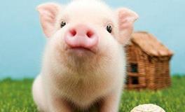 属猪的偏财位在哪里