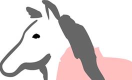 属马男人对感情的态度怎样