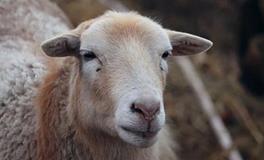 1991年属羊33岁有一劫之灾吗，是什么灾