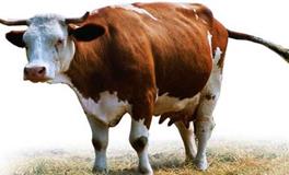 属牛人和什么属相最配