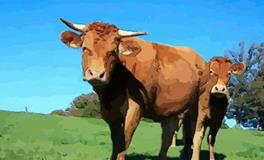 属牛女的性格和脾气