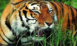 介绍三位属虎的名人和明星