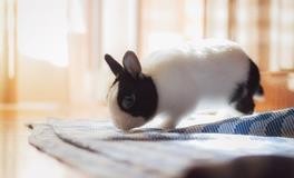 1987年兔2024年九紫离火运运势怎样