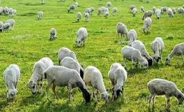 1955年属什么生肖