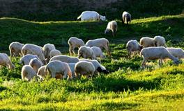 属羊人的桃花月是哪个月份