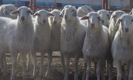 属羊男人喜欢什么样的女人